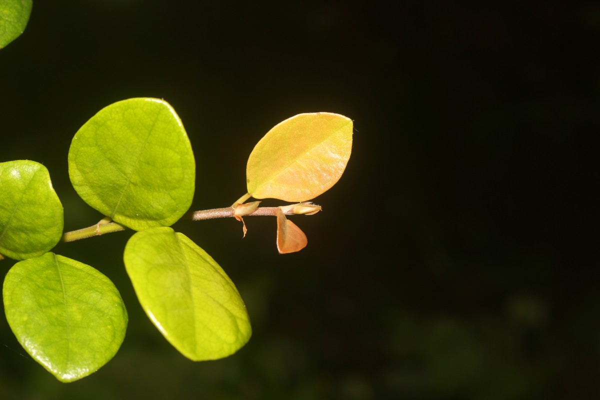 Ficus diversiformis Miq.